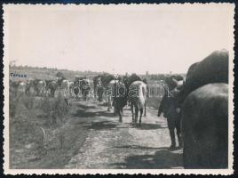 1940 Magyar katonai lovas szakasz valahol Erdélyben a bevonuláskor, hátoldalt feliratozott fotó, szép állapotban, 8,5×11,5 cm