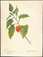 Csapody Vera (1890-1985): Physalis alkekengi. Akvarell, papír, jelzett, 28x19,5 cm