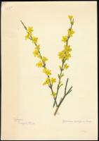 Csapody Vera (1890-1985): Jasminum nudiflorum. Akvarell, papír, jelzett, 28x19,5 cm