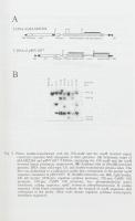Proceedings of the Eighth International Conference on Grape Genetics and Breeding. Volume I-II. Szer...