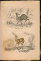 1841 Az állatország természettörténeti képterme. 9. Füzet. Jardine Vilmos és Treitschke Friedrik utá...