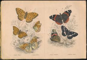 1841 Az állatország természettörténeti képterme. 9. Füzet. Jardine Vilmos és Treitschke Friedrik utá...