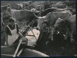 cca 1950-1960 Szürkemarhák itatása, Jónás Pál fotóriporter pecsétjével jelzett fotó, 12x9 cm
