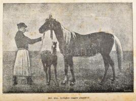 Kovácsy Béla - Monostori Károly A ló és tenyésztése. 600 képpel, 14 műmelléklettel és 1 színes lóten...