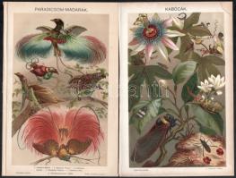 cca 1900 4 db állat témájú nyomat a Pallas Lexikonból. 16x24 cm