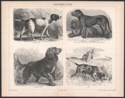 cca 1900 5 db állat (vadászkutyák, vizslák, stb.) témájú nyomat a Pallas Lexikonból. 23,5x30,5 cm