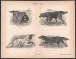 cca 1900 5 db állat (vadászkutyák, vizslák, stb.) témájú nyomat a Pallas Lexikonból. 23,5x30,5 cm