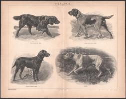 cca 1900 5 db állat (vadászkutyák, vizslák, stb.) témájú nyomat a Pallas Lexikonból. 23,5x30,5 cm