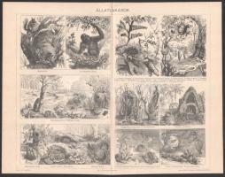 cca 1900 5 db állat (vadászkutyák, vizslák, stb.) témájú nyomat a Pallas Lexikonból. 23,5x30,5 cm