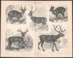 cca 1900 5 db állat (vadászkutyák, vizslák, stb.) témájú nyomat a Pallas Lexikonból. 23,5x30,5 cm