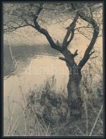 cca 1960-1980 Természet fotók, 2 db, művészi fotók kartonra kasírozva, jelzések nélkül, 24x18 cm