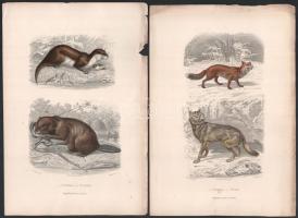 cca 1880 Állatok. 10db színezett acélmetszet, ill. rézkarc /  Animals, 9 colored steel engravings and an etching, 19x28cm