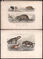 cca 1880 Állatok. 10db színezett acélmetszet, ill. rézkarc / 
Animals, 9 colored steel engravings a...