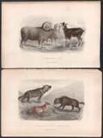 cca 1880 Állatok. 10db színezett acélmetszet, ill. rézkarc / 
Animals, 9 colored steel engravings a...