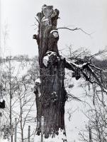 Vajda Ernő: Öreg fák. Devecseri Gábor verseivel. Szerk. Belia György. Bp., 1969, Natura. Megjelent 1...