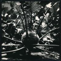 cca 1980 Karalábé nyusziperspektívából, jelzés nélküli vintage fotó, 17,5x17,5 cm