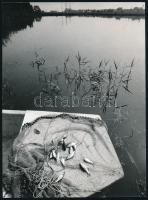 cca 1988 Csigó László budapesti fotóművész pecsétjével jelzett vintage fotó (halgazdaság), ezüst zselatinos fotópapíron, 23x16,8 cm