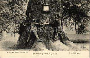 Dalovice, Dallwitz b. Karlsbad; Körnereiche / Körner oak tree