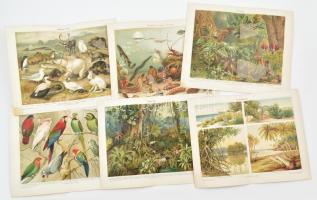 cca 1900-1920 6 db színes litográfia a Meyers Konversations-Lexikonból (6. kiadás), állat- és növényvilág, vegyes állapotban, 30,5x24,5 cm