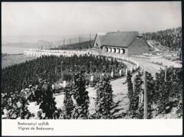 cca 1960-1980 5 db feliratozott MTI fotó: Badacsonyi szőlők, Országház, Lillafüred, motorverseny
