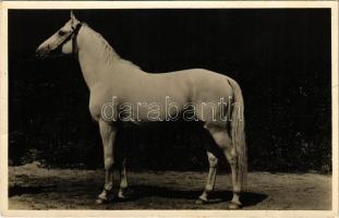 Bábolna, M. kir. állami ménes, Shagya XXVI. 425. Shagya X - Shagya XIX. Arab fajta törzsmén. Foto Waltner Berta (fa)