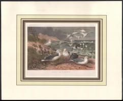 14 db madarakat bemutató színes metszet (Brehms). Kromolitográfia, papír. Paszpartuban. 12,5x18,5 és...