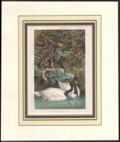 14 db madarakat bemutató színes metszet (Brehms). Kromolitográfia, papír. Paszpartuban. 12,5x18,5 és...