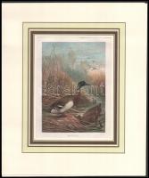 14 db madarakat bemutató színes metszet (Brehms). Kromolitográfia, papír. Paszpartuban. 12,5x18,5 és...