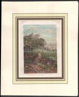 14 db madarakat bemutató színes metszet (Brehms). Kromolitográfia, papír. Paszpartuban. 12,5x18,5 és...