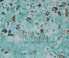 Barovier & Toso nagyméretű üveg asztali kínálótál, jelzett, kis kopásnyomokkal, d: 32 cm