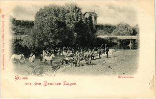 Királyhida, Bruckújfalu Tábor, Brucker Lager, Bruckneudorf; Gruss aus dem Brucker Lager! Schwemme / Austro-Hungarian K.u.K. military, swimming horses (r)