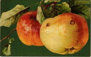 Still life art postcard with apples