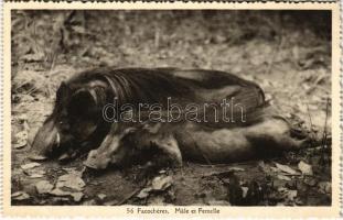 Bangui, Facocheres. Male et Femelle / male and female warthogs