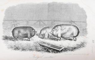 Stephens, Henry: Mezei gazdaság könyve. III-IV. kötet. [Egybekötve.] Stephens Henry ,,The Book of th...