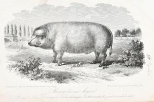 Stephens, Henry: Mezei gazdaság könyve. III-IV. kötet. [Egybekötve.] Stephens Henry ,,The Book of th...