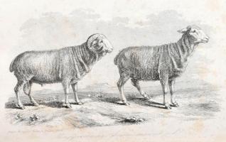 Stephens, Henry: Mezei gazdaság könyve. III-IV. kötet. [Egybekötve.] Stephens Henry ,,The Book of th...