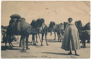 1910 Tunisia, Caravane de Chameaux / Camel caravan (szakadás / tear)