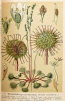 Schimpfky, Richard: Unsere Heilpflanzen in Bild und Wort für jedermann. I-II. köt. Gera, é.n., Botan...