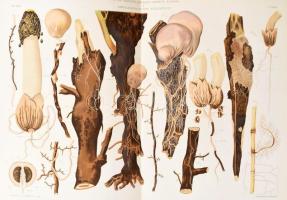 A M. Kir. Központi Szőlészeti Kisérleti Állomás és Ampelologiai Intézet Közleményei. III. köt. Szerk...