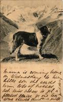 1900 Gruss aus den Bergen! Bernhardiner / St. Bernard dog (kis szakadás / small tear)