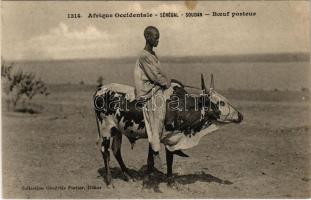 Boeuf porteur. Afrique Occidentale - Sénégal, Soudan / African folklore, ox (fl)
