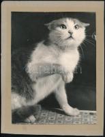 Cca. 1940 ,, Lilike cica fotója, sérülésekkel, 23x17cm + tablófotó, 11x17cm