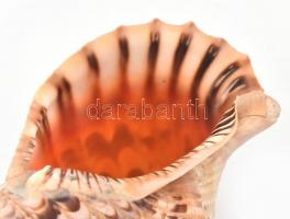 Nagyméretű tengeri csigaház, kis kopásokkal, h: 35 cm