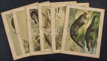 cca 1880-1900 Hüllők, vízi élőlények, 6 db német nyelvű, színes metszet, kisebb lapszéli szakadásokkal, foltokkal, 42x33 cm