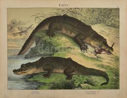 cca 1880-1900 Hüllők, vízi élőlények, 6 db német nyelvű, színes metszet, kisebb lapszéli szakadásokk...