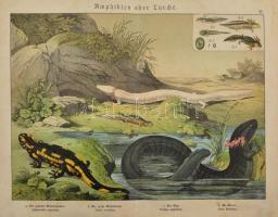 cca 1880-1900 Hüllők, vízi élőlények, 6 db német nyelvű, színes metszet, kisebb lapszéli szakadásokk...