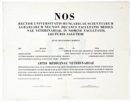 cca 1945 Bp., Magyar Agrártudományi Egyetem állatorvosi diploma, kitöltetlen, kisebb szakadásokkal, 64x50 cm