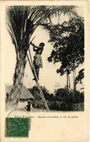 1905 Cote dIvoire, Baoulé recueillant le vin de palme / African folklore, collecting palm wine (EK)
