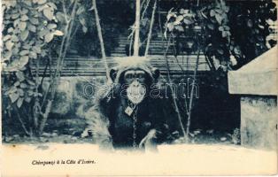 Chimpanzé a la Cote dIvoire / African folklore, Chimpanzee in Ivory Coast (from postcard booklet)