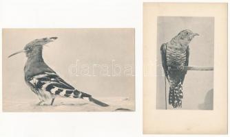 MADARAK - 8 db régi képeslap múzeumból / BIRDS - 8 pre-1945 postcards from a museum